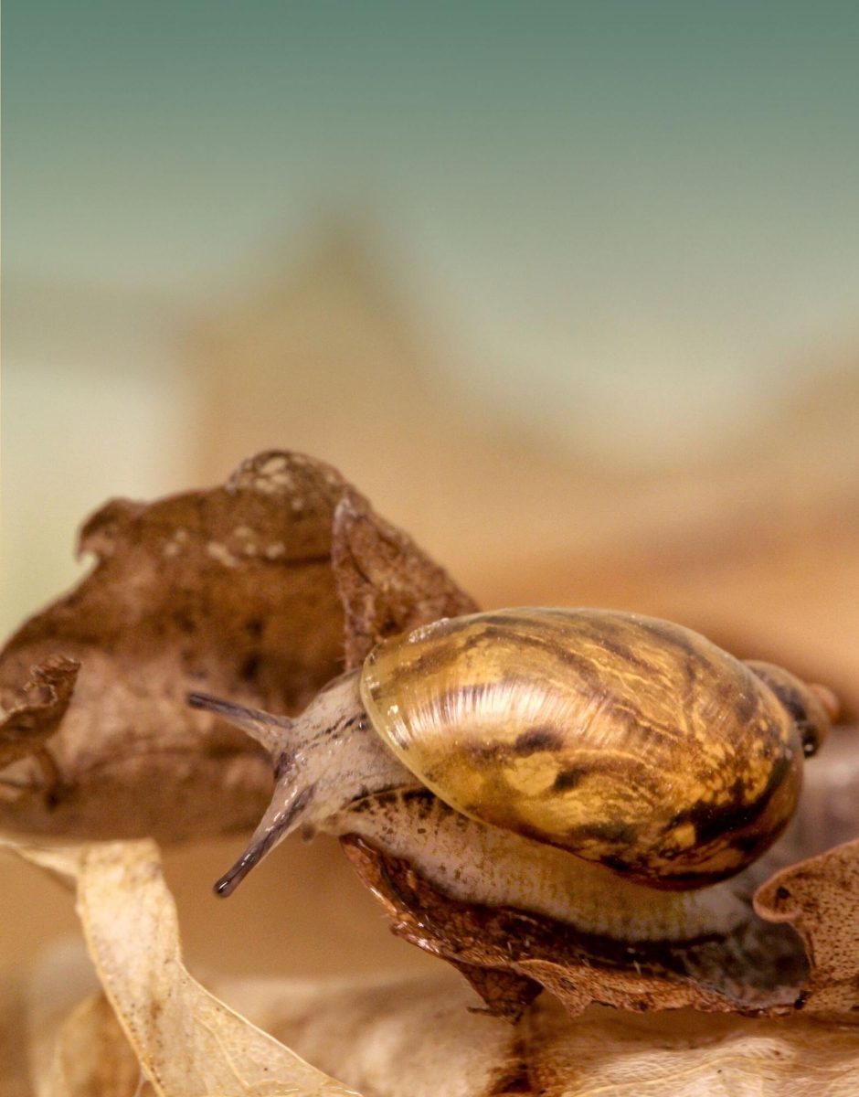 Close-up image of the Chittenango Ovate Amber Snail
