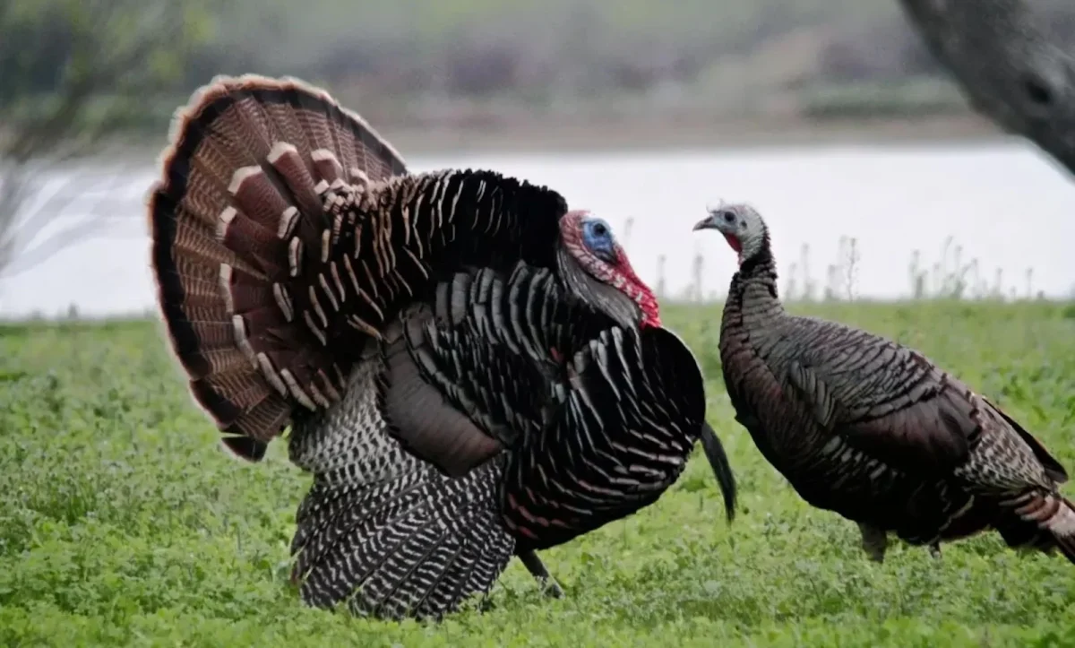 10 Incredible Turkey Facts
