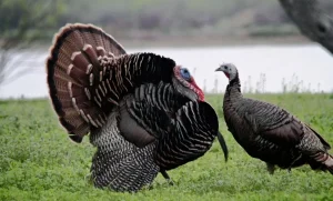 10 Incredible Turkey Facts